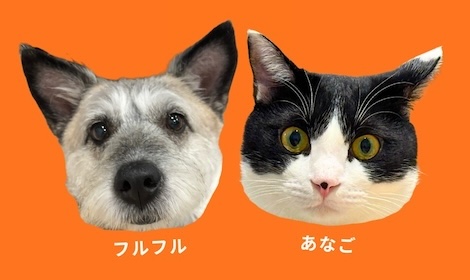 ジャーキーズ🍖 犬と猫のほのぼのブログ